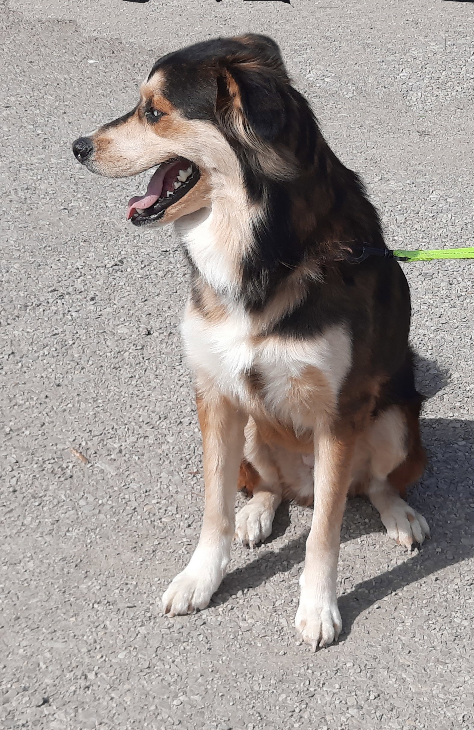 Dog for Adoption Macy, a Australian Shepherd in Zanesville, OH