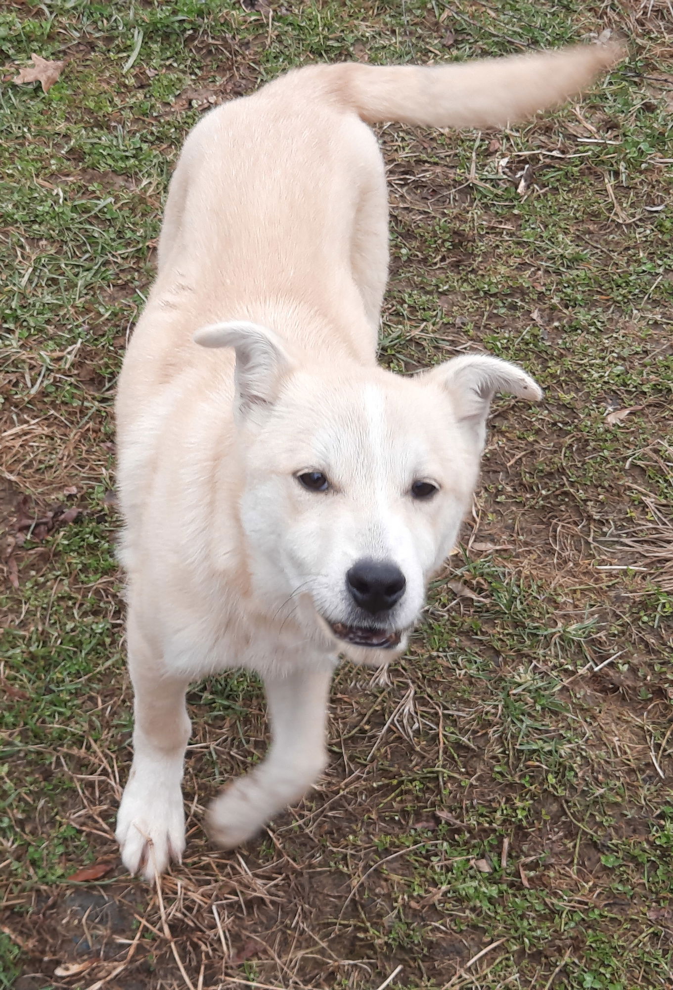 Dog for Adoption - Jacob, a Australian Shepherd in Wood County, WV ...