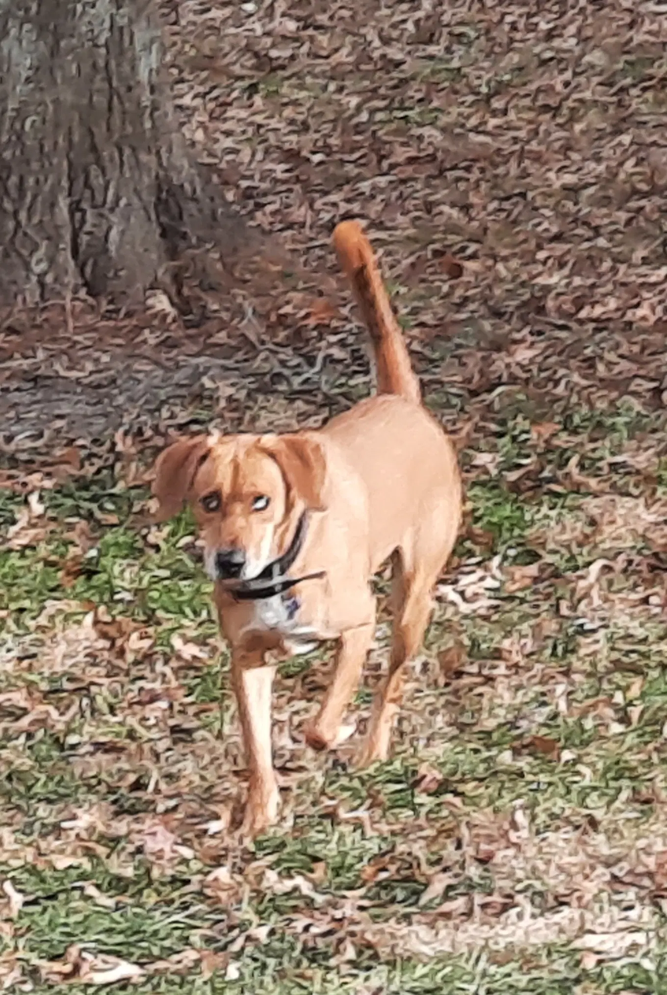 Huckleberry image 4