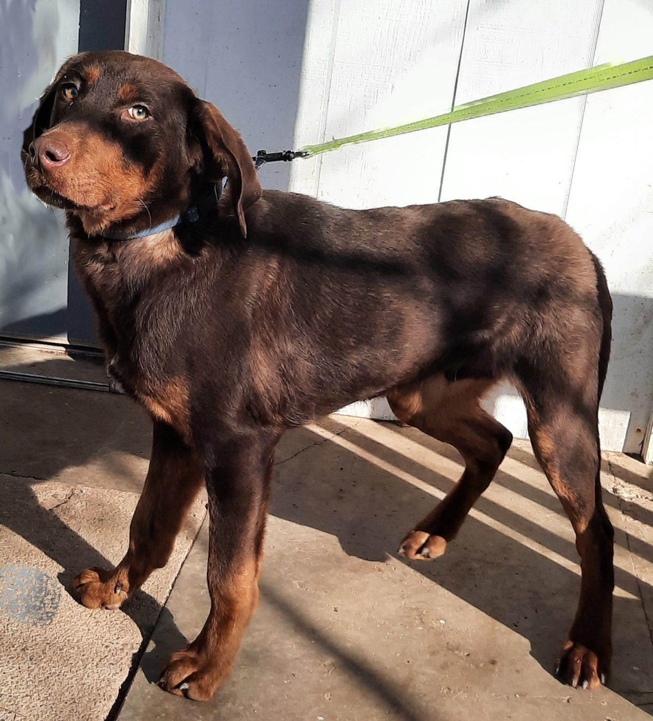 Dog for Adoption - Rusty, a Chocolate Labrador Retriever in Zanesville ...