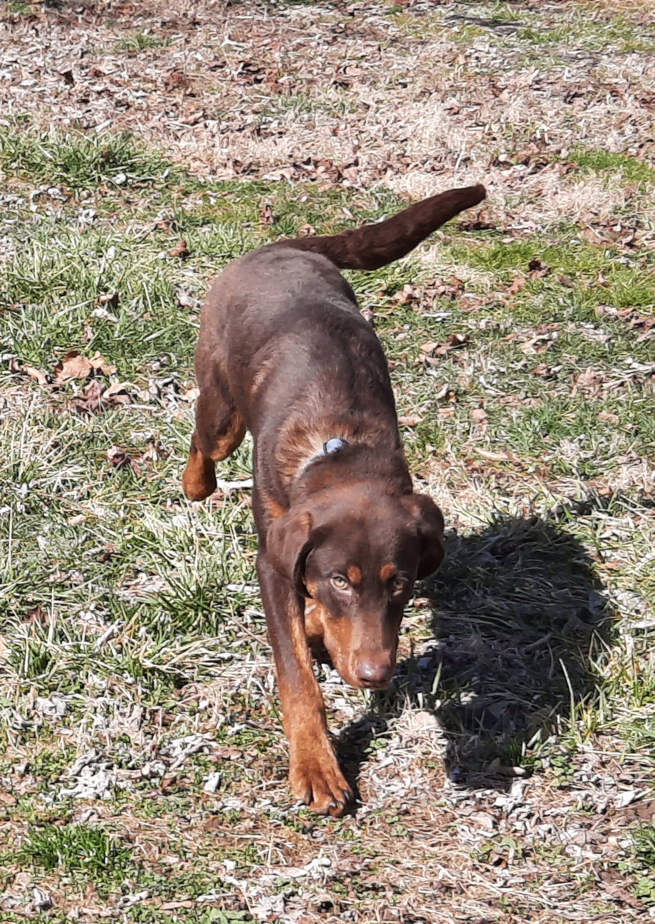 Dog for Adoption - Rusty, a Chocolate Labrador Retriever in Cambridge ...