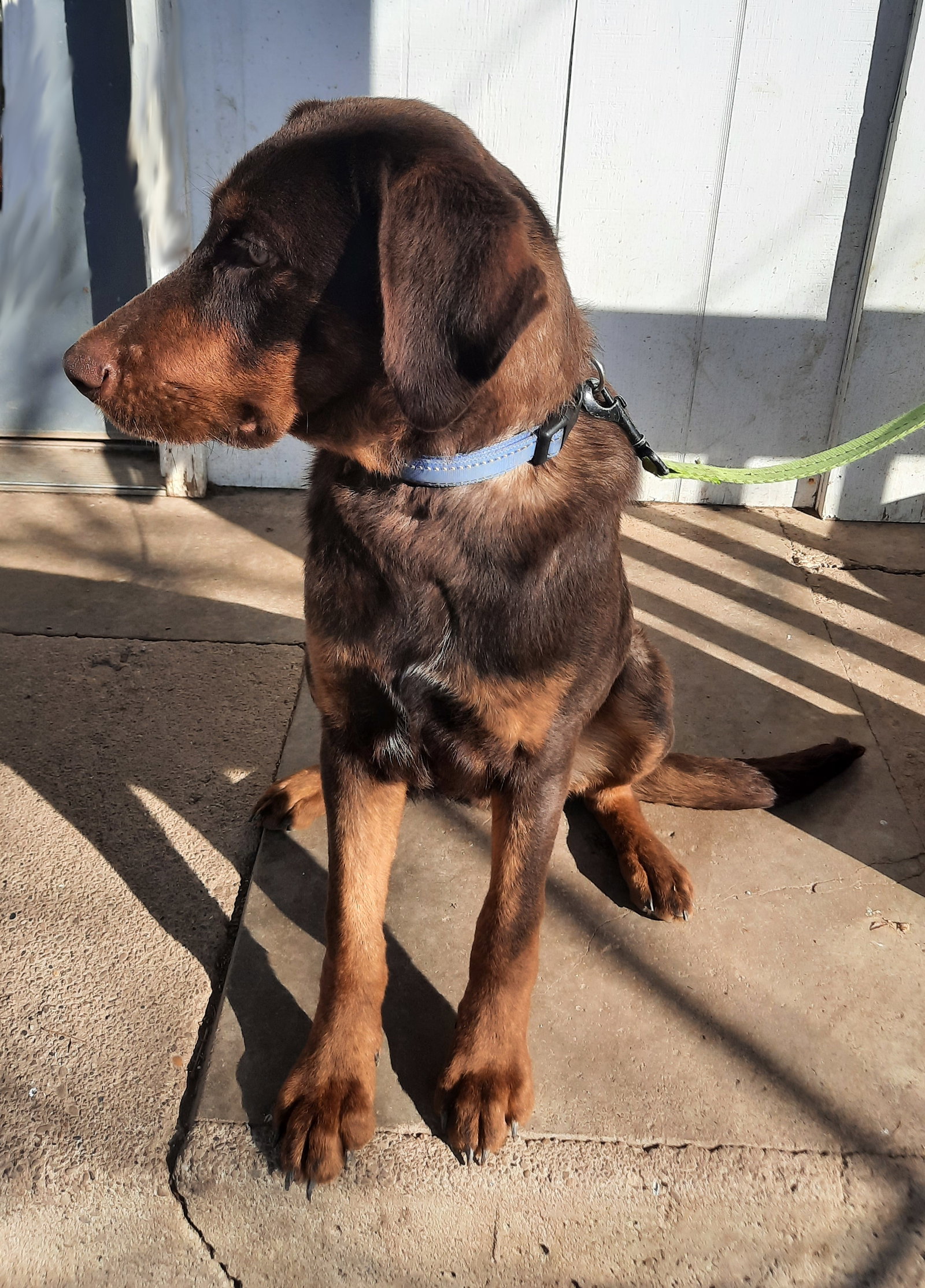 Dog for Adoption - Rusty, a Chocolate Labrador Retriever in Cambridge ...