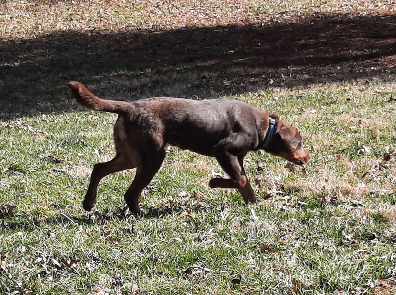 Dog for Adoption Rusty, a Chocolate Labrador Retriever in Zanesville