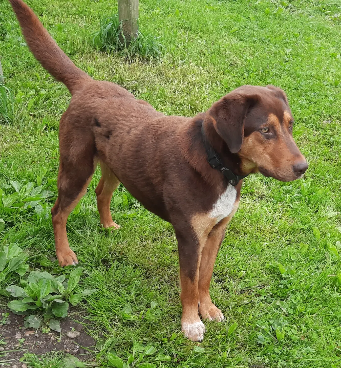 Bruce - Labrador Retriever