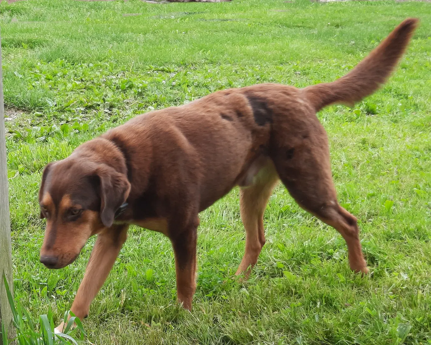 Bruce image 3