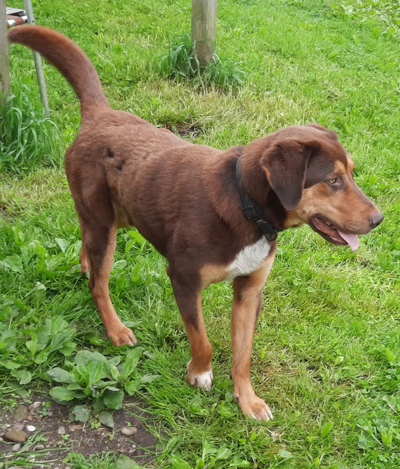 Bruce image 4