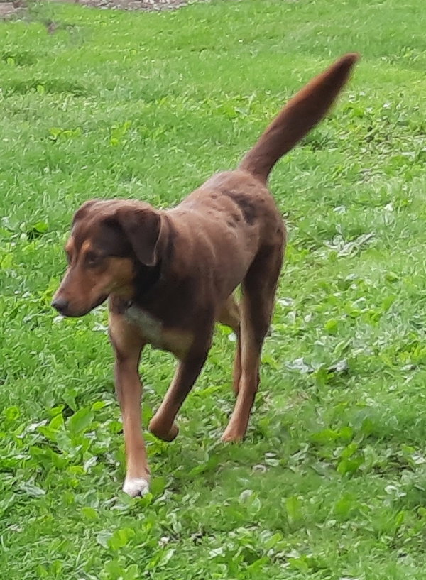 Bruce