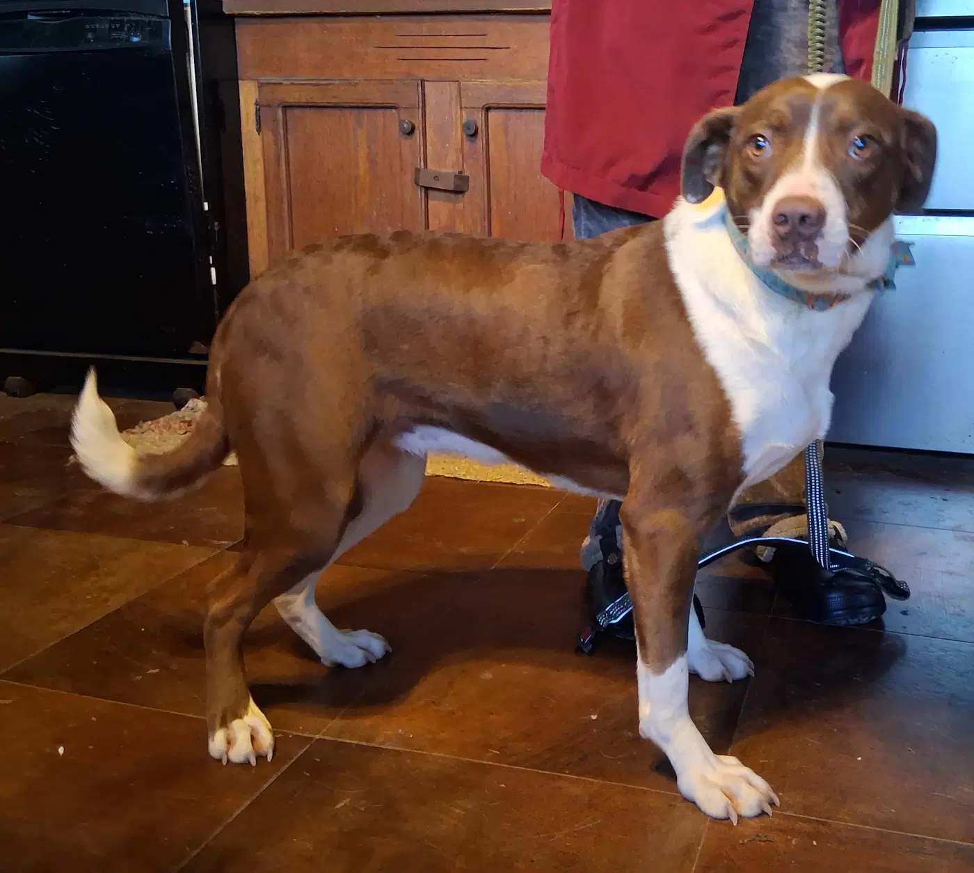 Petulia - Pit Bull Terrier