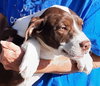 Petunia - Photo 2