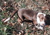 Petunia - Photo 4