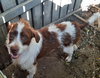 Percy - Photo 3