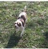 Percy - Photo 2