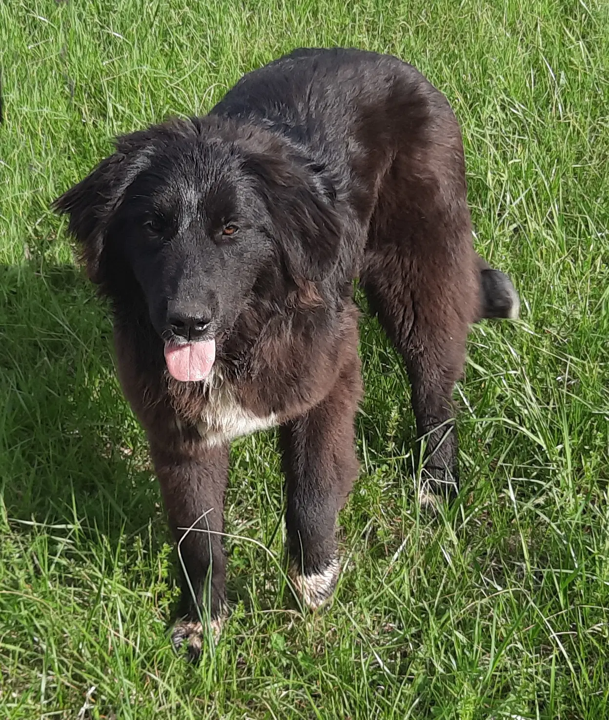 Angie - Anatolian Shepherd