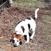 Bailey - Photo 2