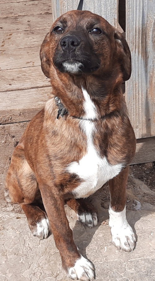 BOOTS - Plott Hound available for adoption