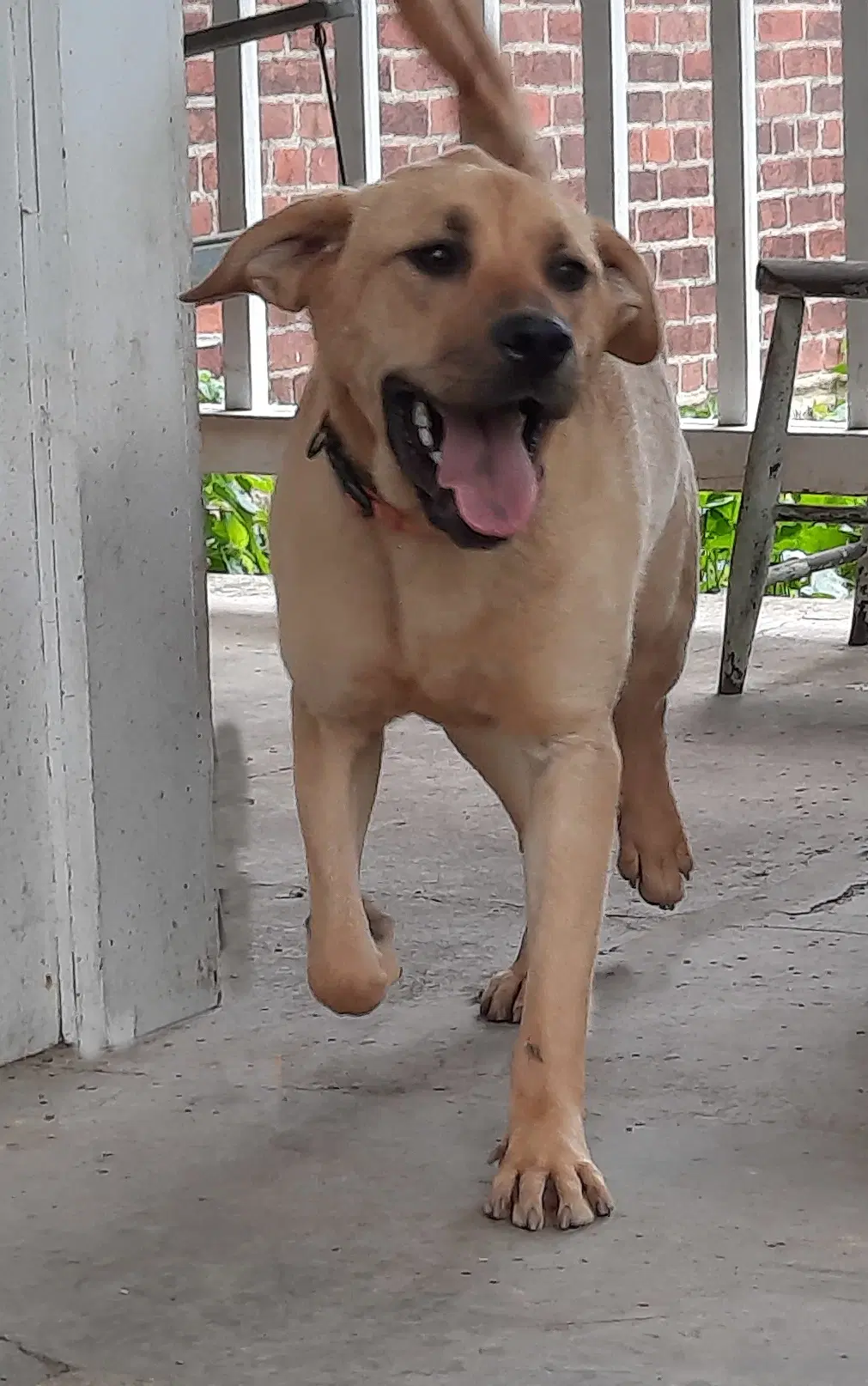 Valerie - Yellow Labrador Retriever