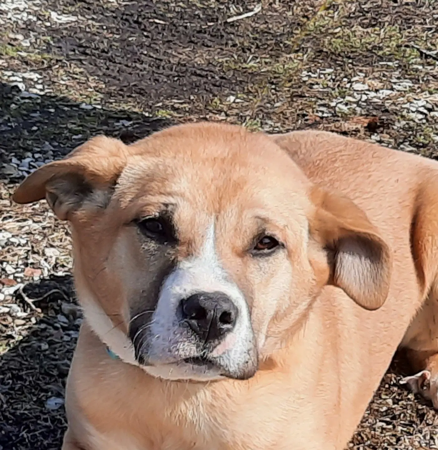 Zeke - Yellow Labrador Retriever