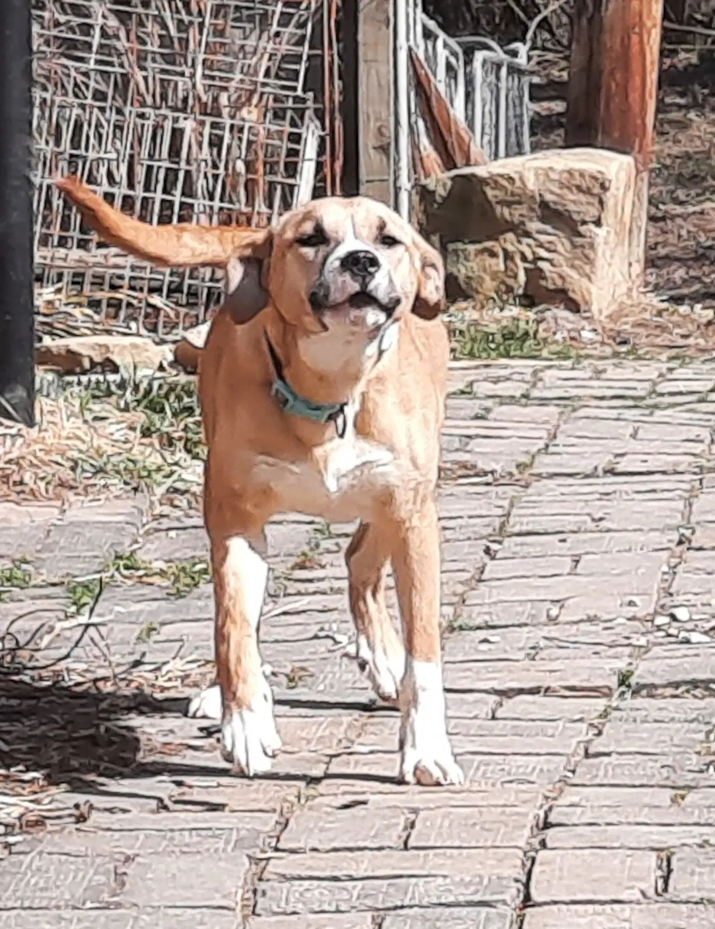Zeke image 3