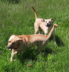 Zeke - Photo 4