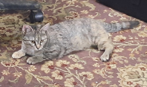 CHAN - Domestic Medium Hair available for adoption