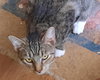 Lady Grey - Photo 1