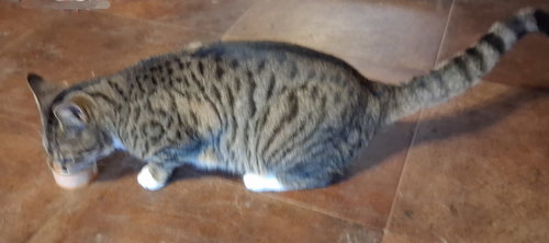 LIBBY - Domestic Short Hair available for adoption