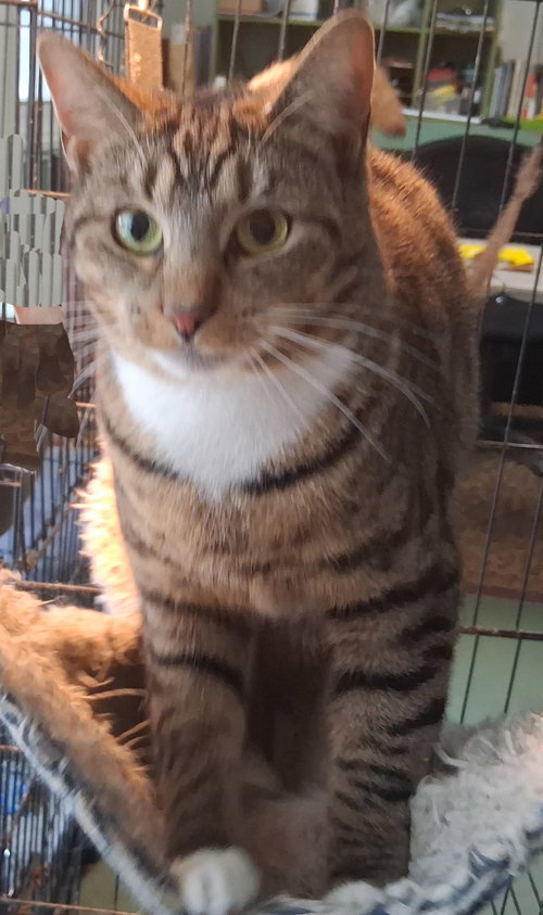 Libby, Young Domestic Short Hair (short coat), cat for adoption in Lancaster, Ohio