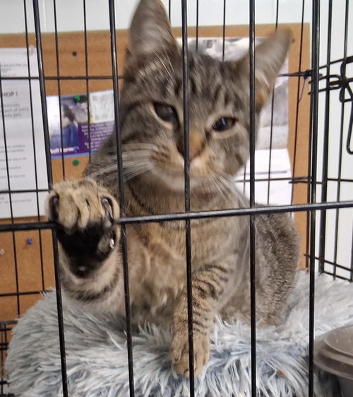 GUNTHER - Domestic Medium Hair available for adoption
