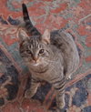 Gunther - Photo 1