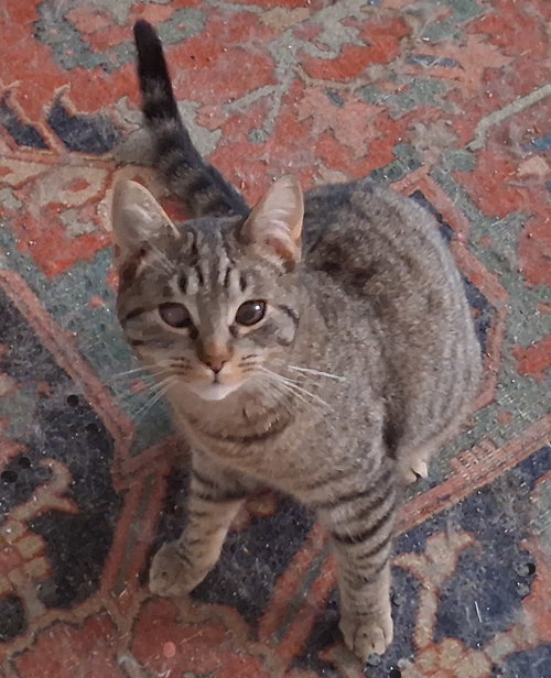 Gunther, an adoptable Domestic Medium Hair in Stockport, OH