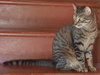 Bandit - Photo 2
