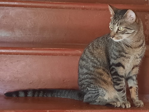 BANDIT - Tabby available for adoption