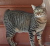 Bandit - Photo 3