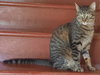 Bandit - Photo 4