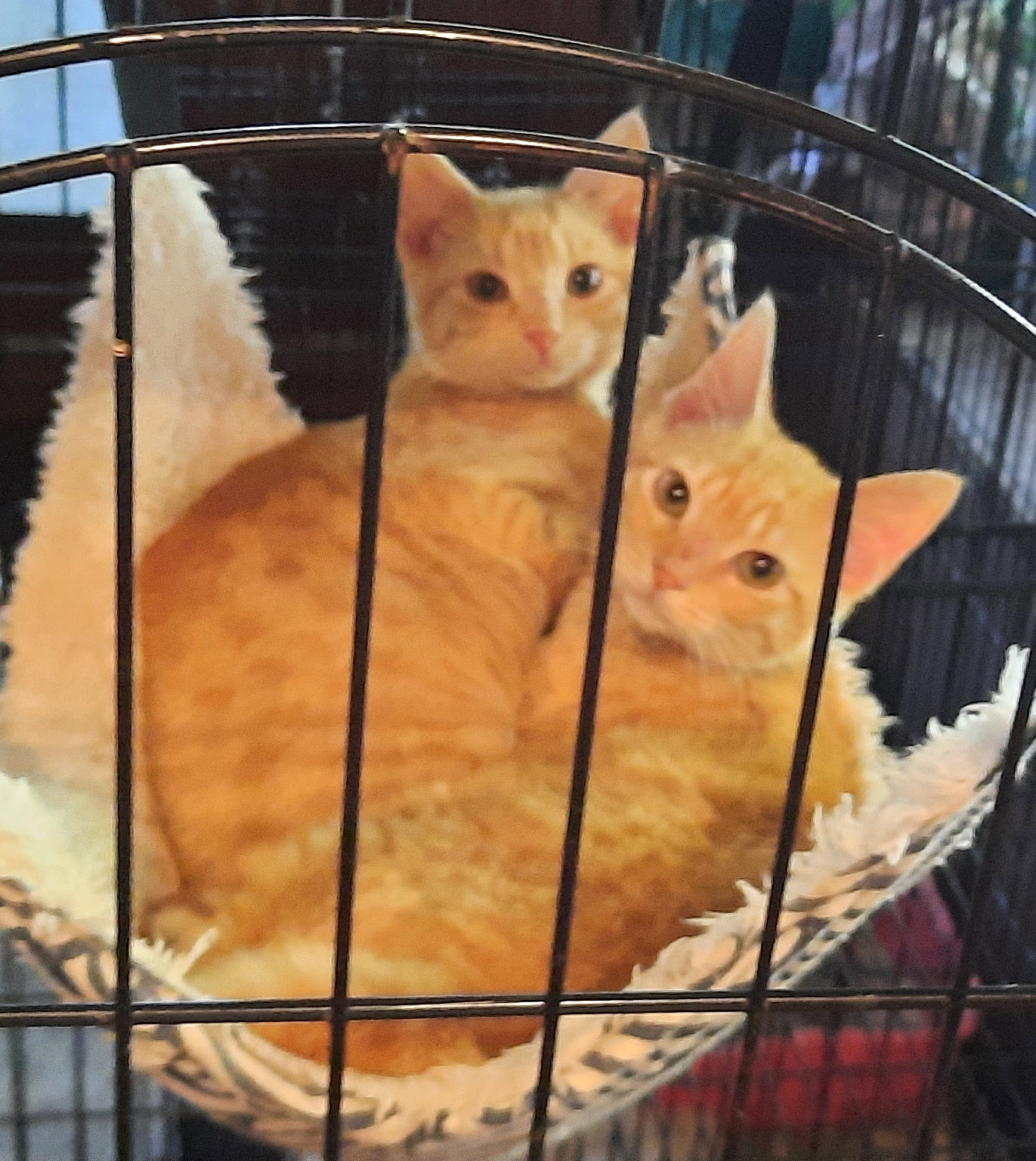 Robbie and Quincy Image