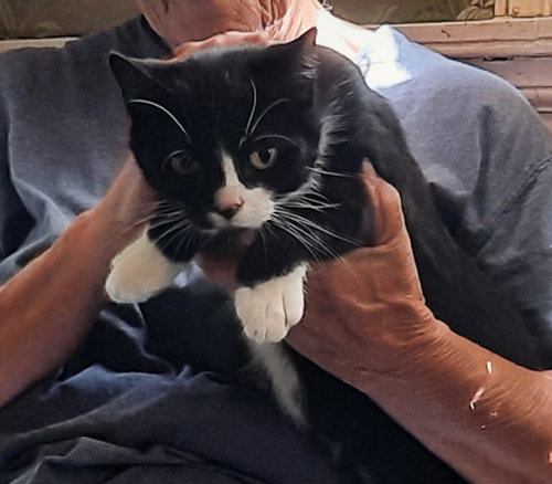 TINA - Tuxedo available for adoption
