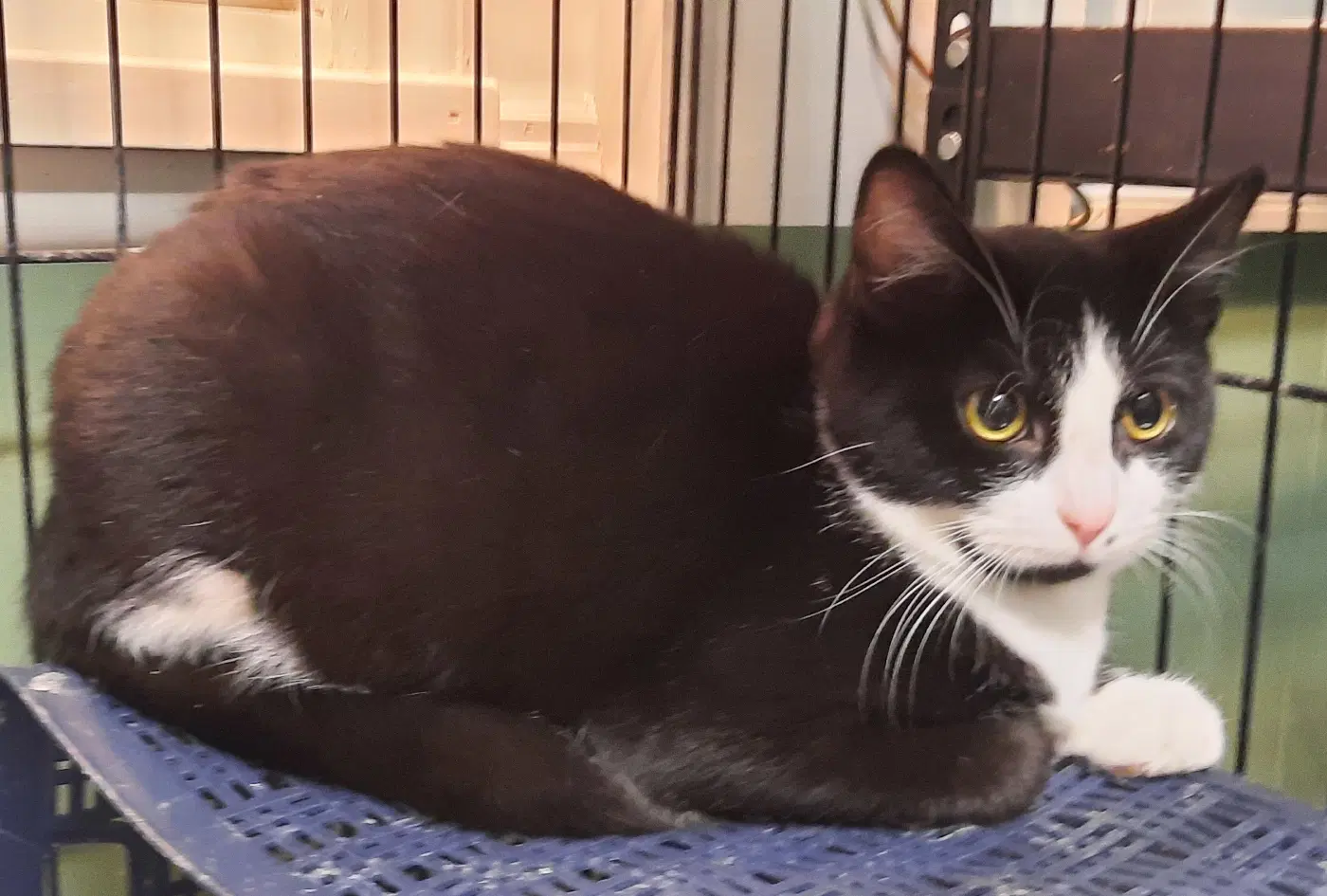 Judy - Domestic Short Hair