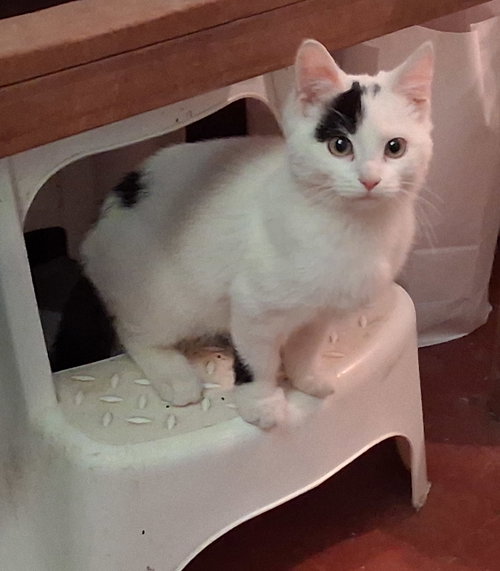 KOKOMO - Domestic Medium Hair available for adoption