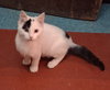 Kokomo - Photo 3