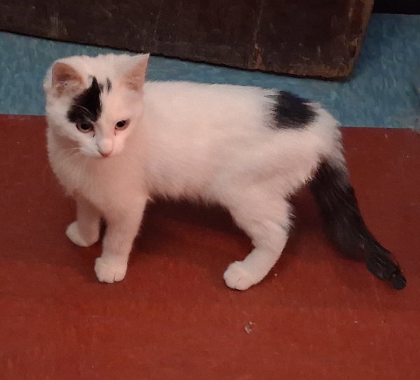 Kokomo