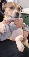 Sheba - Photo 2