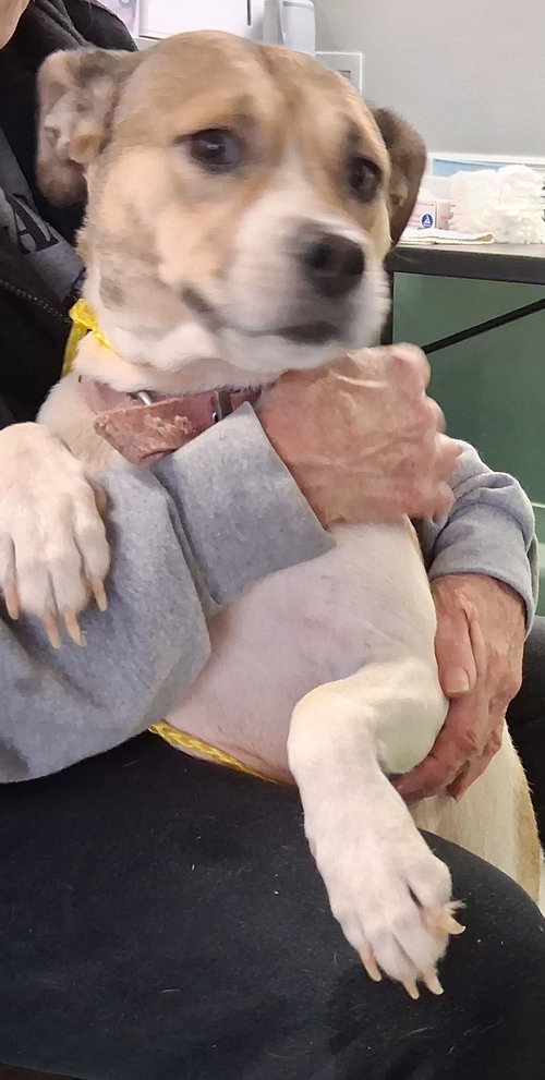 SHEBA - Boxer / Beagle available for adoption