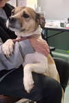 Sheba - Photo 3