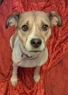 Sheba - Photo 1