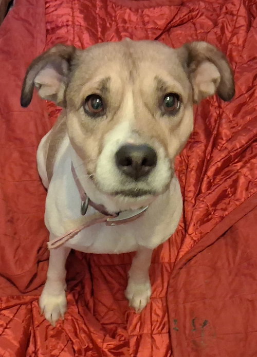SHEBA - Boxer / Beagle available for adoption
