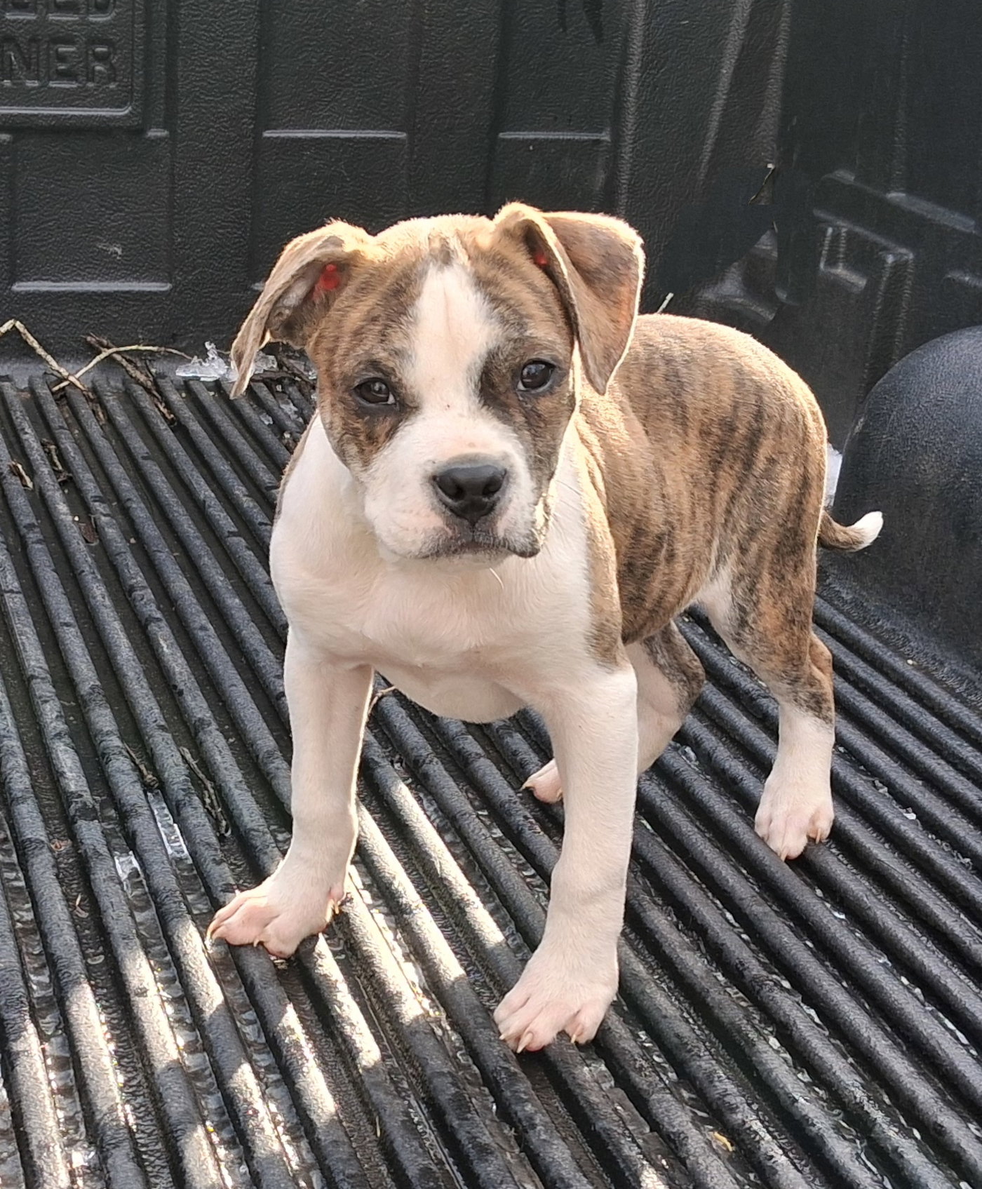 Otis