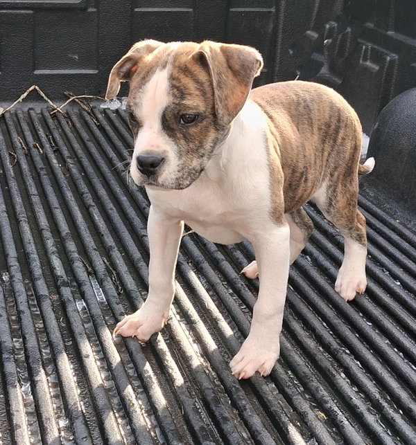 Otis