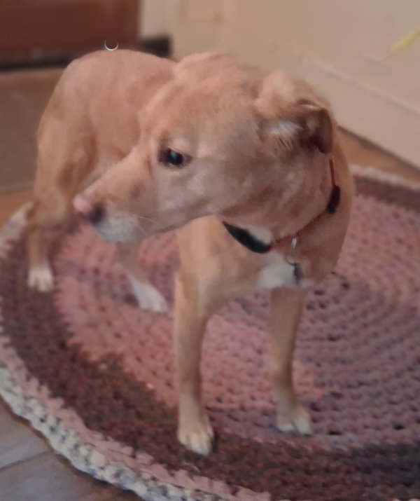 Biscuit