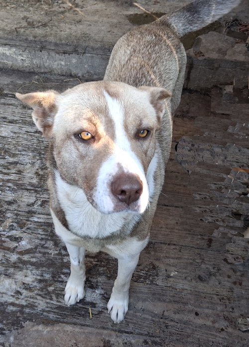Misha, an adoptable Husky in Stockport, OH