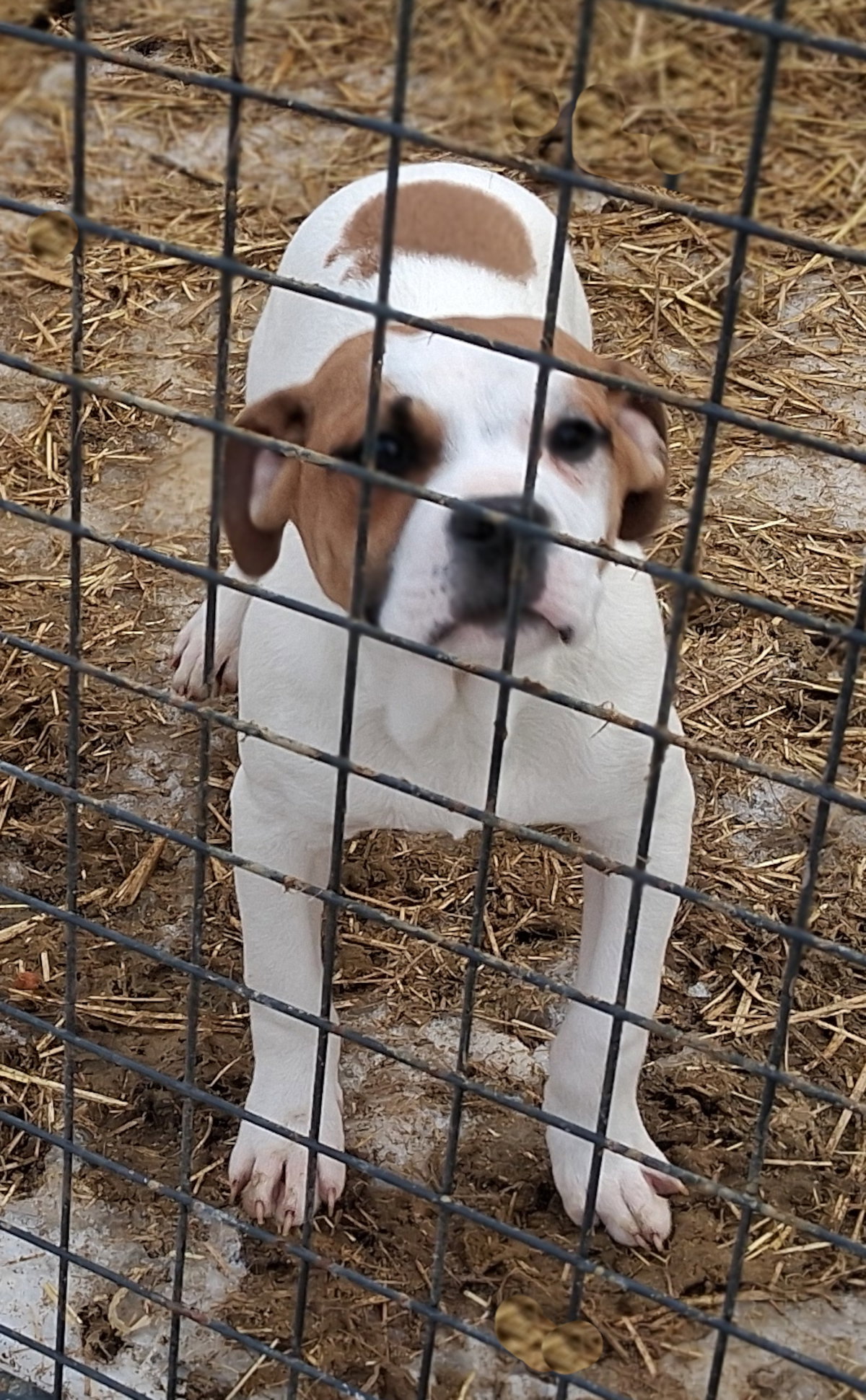 Oliver Image